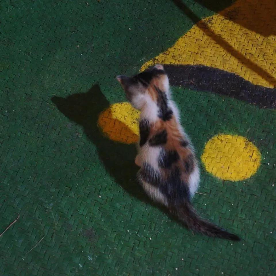 为什么台湾女明星多出文艺女青年？