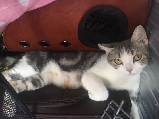 长途开车带猫咪回老家?这3个安全问题,你确定不来学习下?
