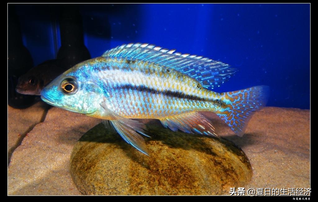 回忆三湖,三湖慈鲷纪念