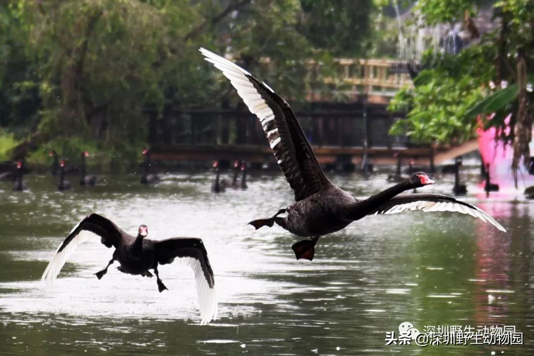 怎么飞才能飞得高,怎么飞才是最快的