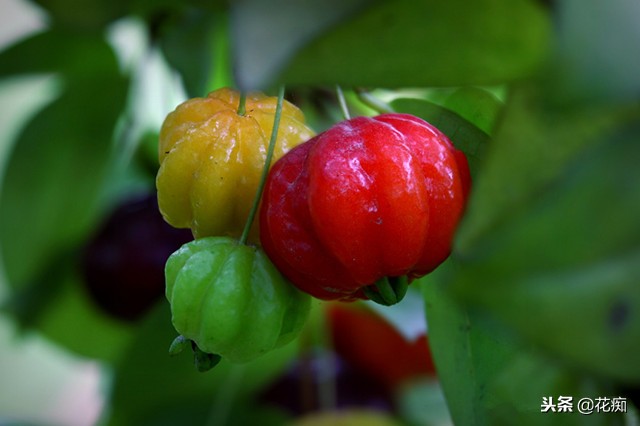 南红嘉宝果盆栽,一年四季都能吃的水果盆栽