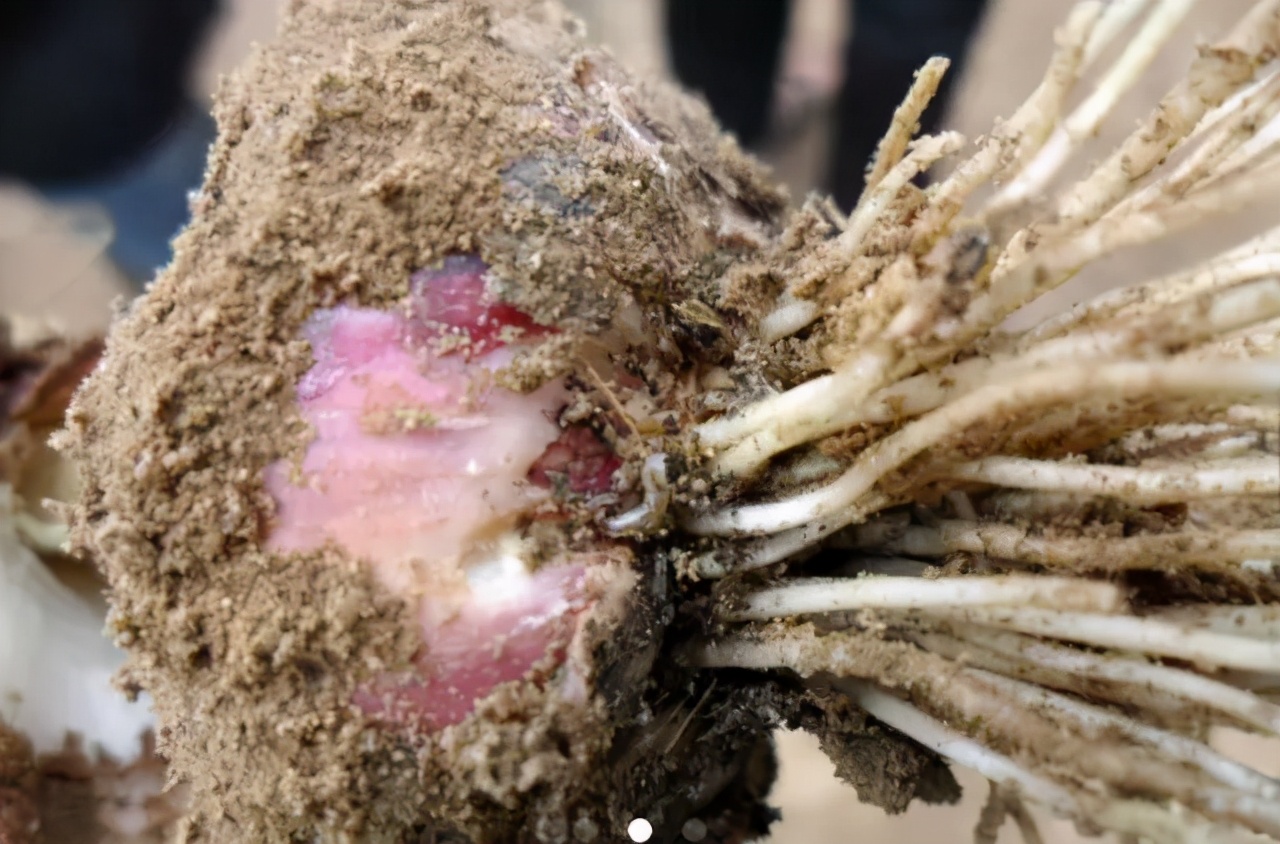 各种作物地下害虫一招解决,庄稼地里的害虫