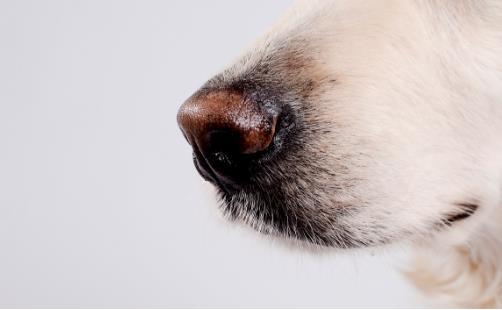 狗狗原来黑鼻子为啥现在黑红鼻子,狗狗的鼻子为啥由黑变红