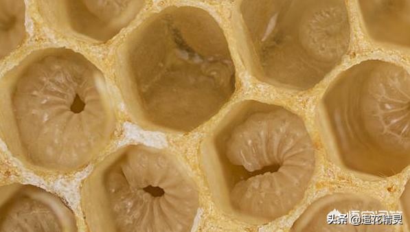 怎样识别一日龄蜂幼虫,幼虫病怎么回事