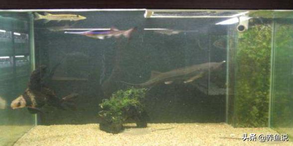 鱼缸水浑浊怎么处理才正确,鱼缸水质浑浊怎么处理方法图解