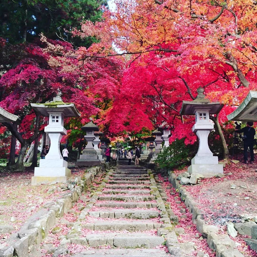 停车坐爱枫林晚，感受火红的秋