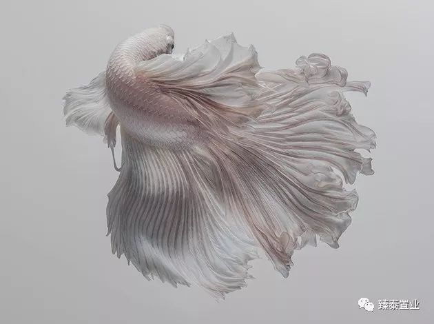 暹罗斗鱼——色与美的战舞