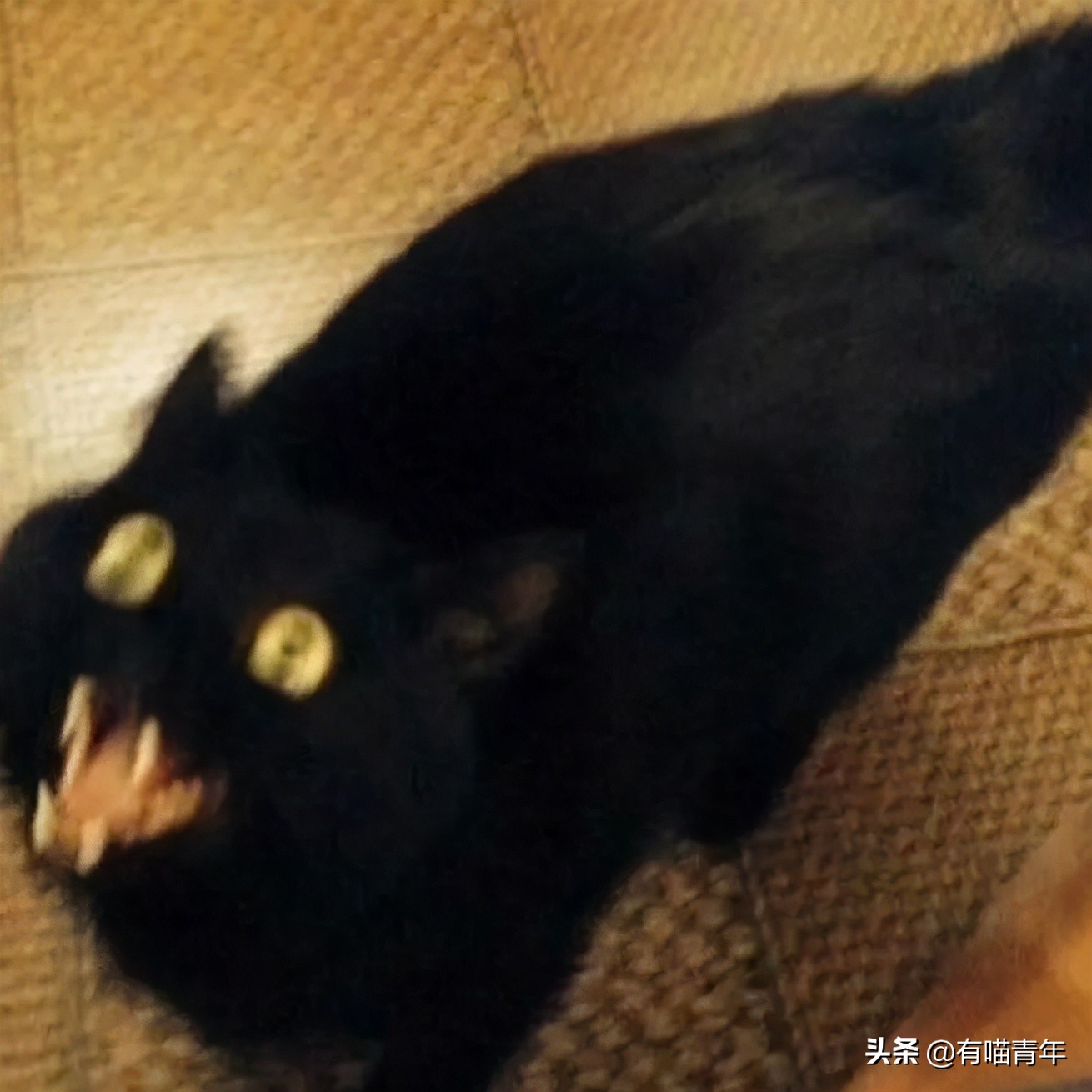 橘猫为什么是魔鬼,橘猫的恐怖之处