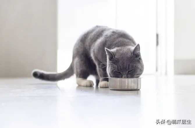 猫咪过敏是属于炎症反应吗,猫咪过敏怎么排除过敏源