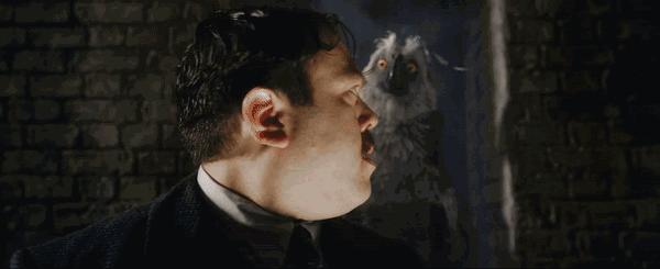 倪妮同款小猫咪,倪妮李宇春奇妙的动物