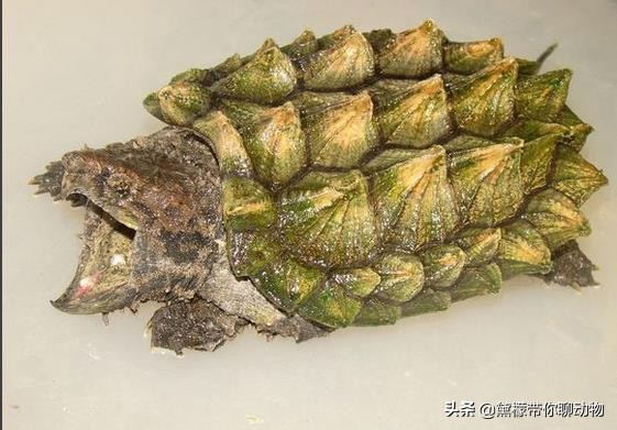 大鳄龟塌背翘甲怎么办,大鳄龟塌背是啥样的