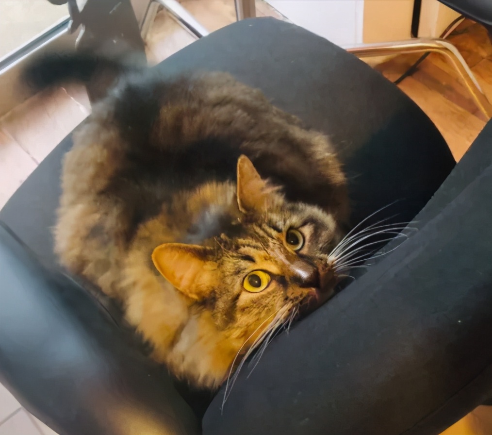 招财猫美国,招财猫可以招财