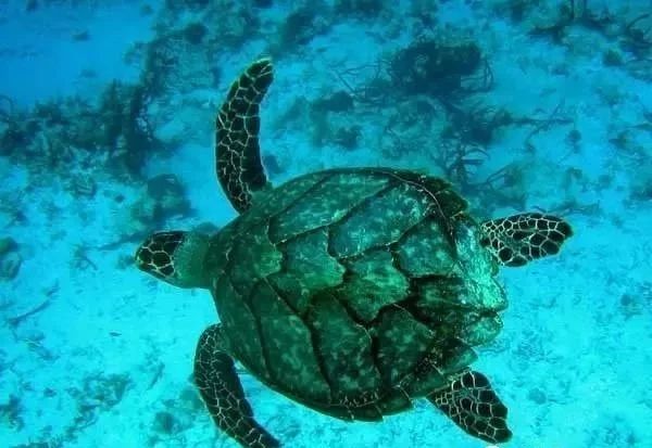 这么贵的吉他拨片,真的值这个价吗?