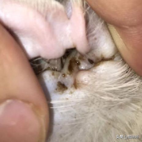 猫咪全项检查都有什么,猫咪的17项基础检查