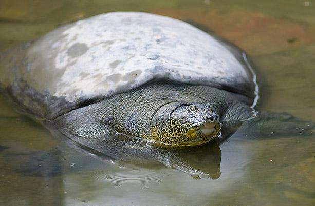 珍稀动物斑鳖,斑鳖最新状态