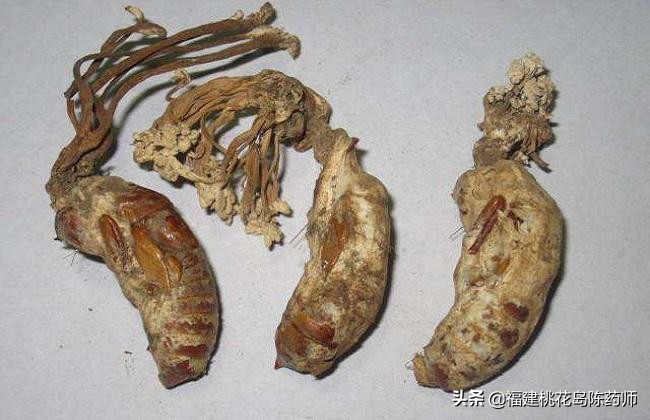 金蝉花被当作冬虫夏草的代替品,金蝉花替代品