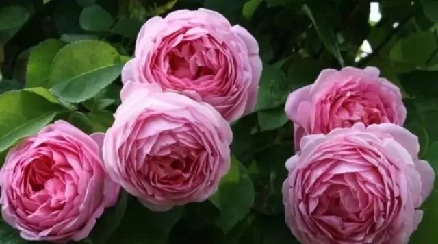 一万年一次的2020520;一起认识100种玫瑰~别送错啊