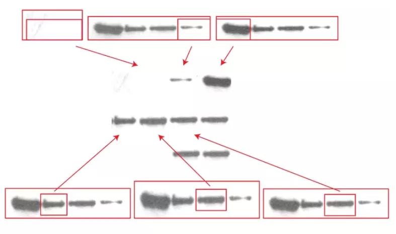 论文撤稿是真的假的,论文图表造假会不会看出来