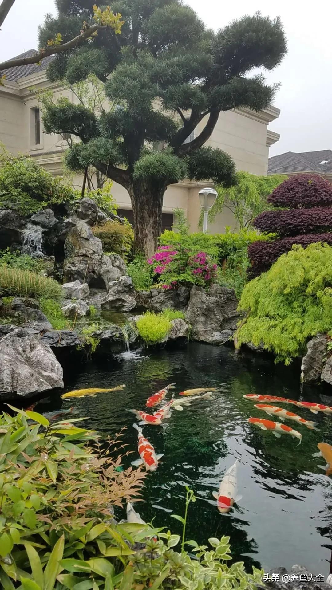 新手养的锦鲤不吃食,锦鲤不养了怎么处理掉