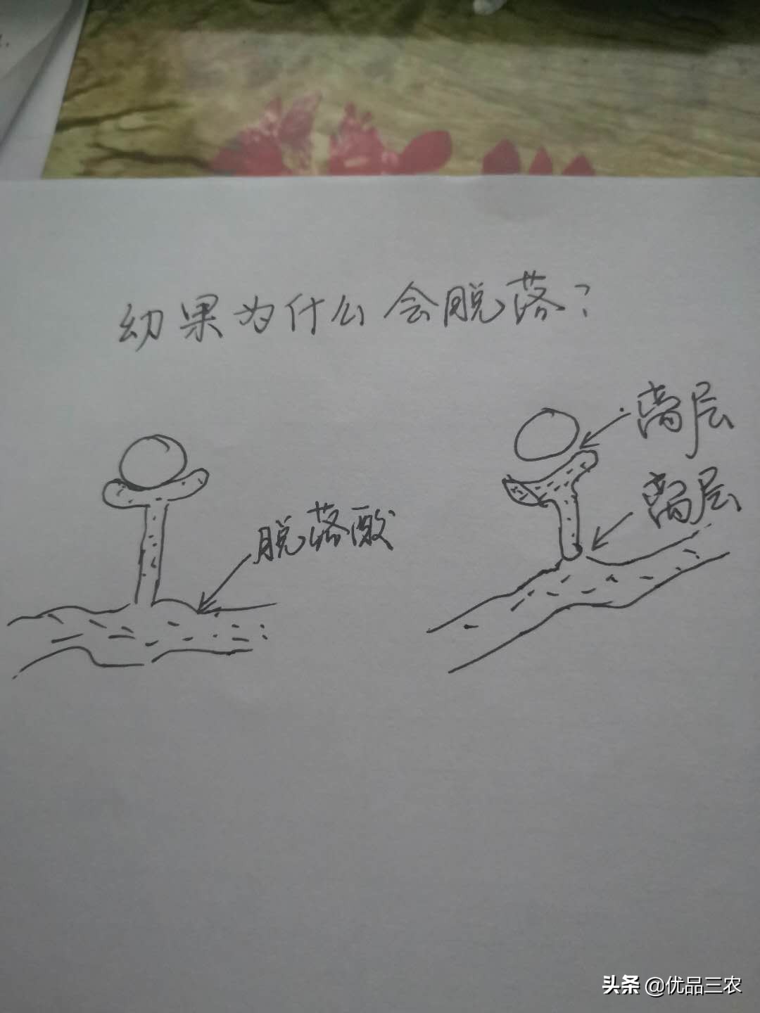 赤霉素920保果使用方法,920赤霉素保果原理