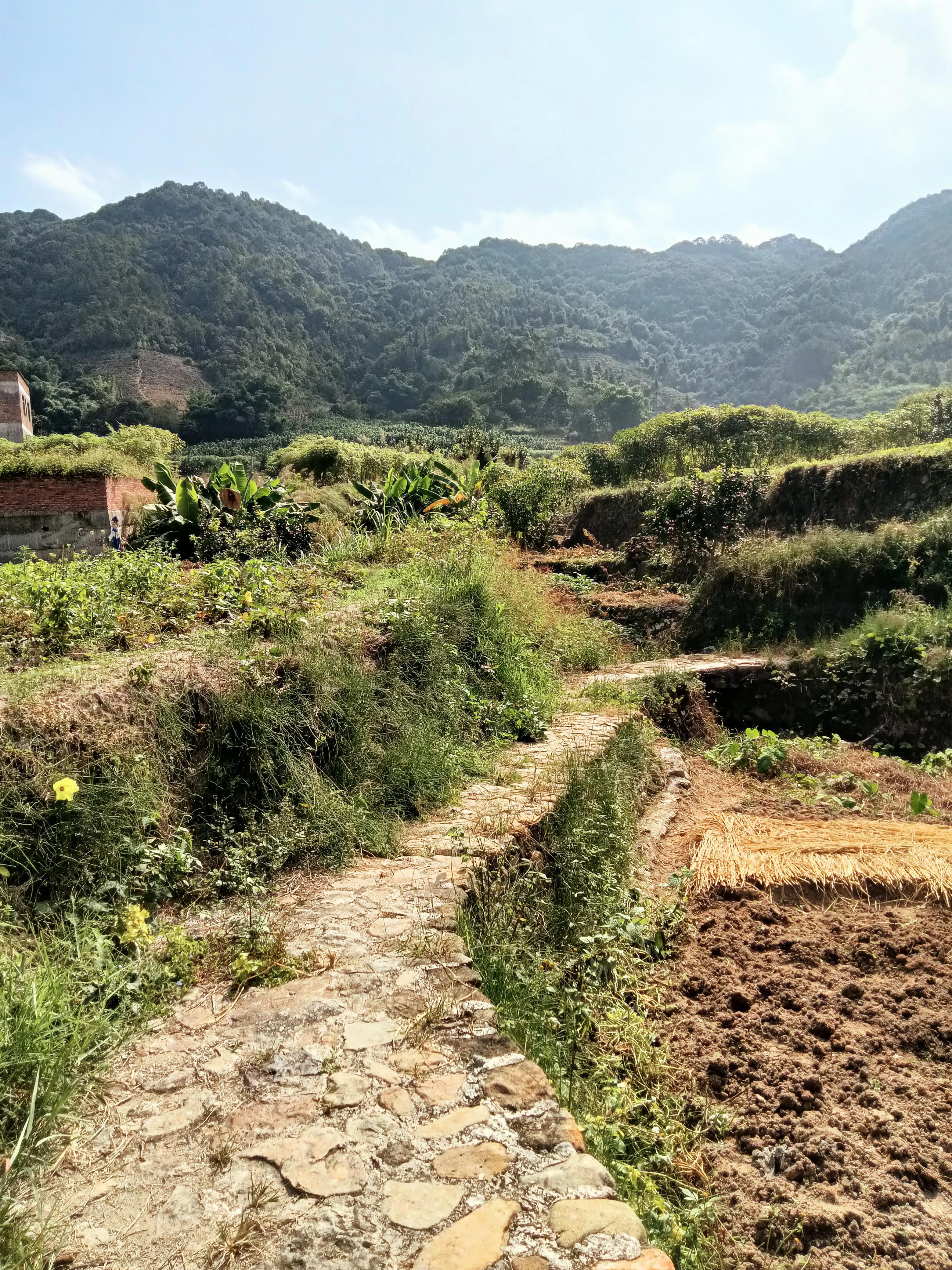 饶平三饶四方塘老榕树在哪里,榕树爷爷是合唱还是独唱