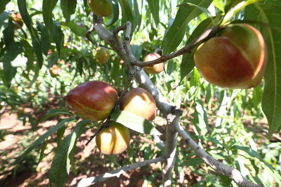 红红油桃挂枝头，这个五月“桃”你欢心