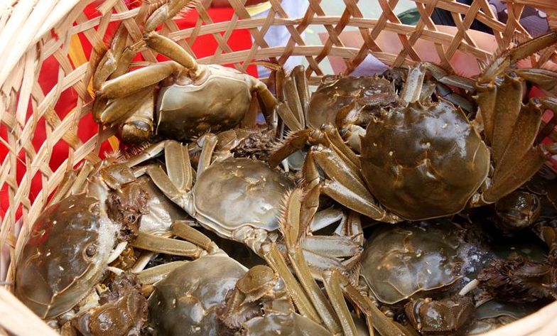 没有鱼缸怎么养小河蟹,没有海水和水草怎么养螃蟹