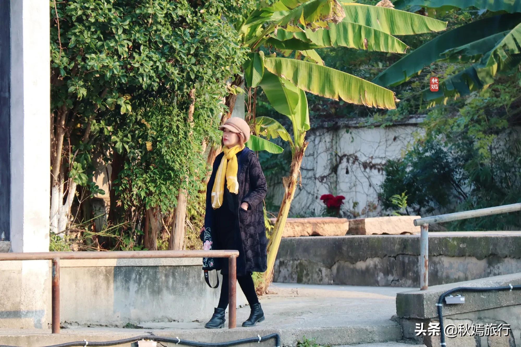 相城区北桥镇千年银杏树,苏州相城银杏打卡