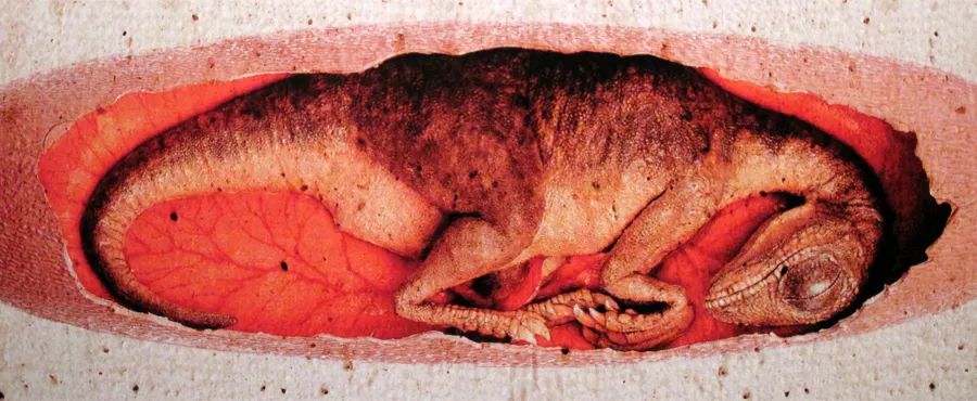 谁能进化成龙,谁能够破茧男声版