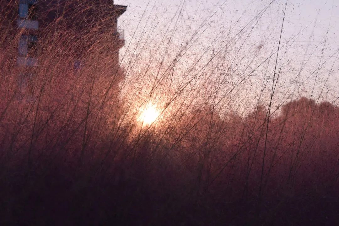 金的功用,金的功能主治