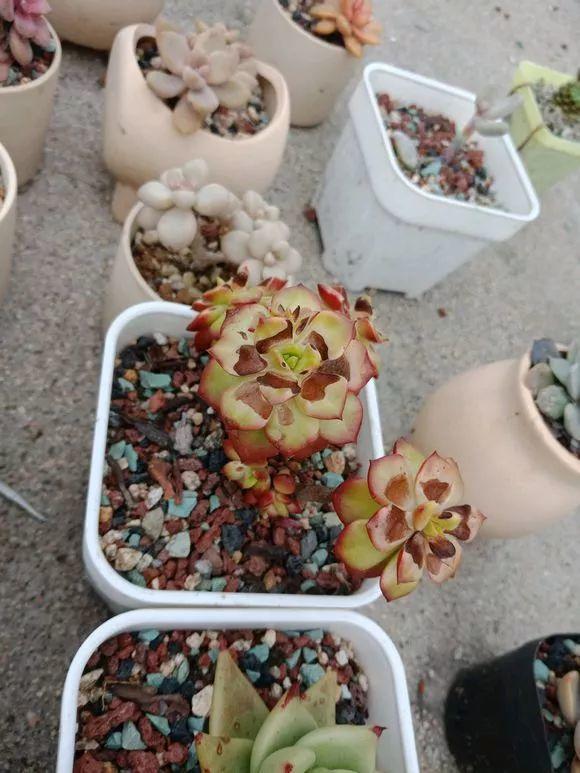 高温导致多肉化水怎么办,高温暴晒的多肉