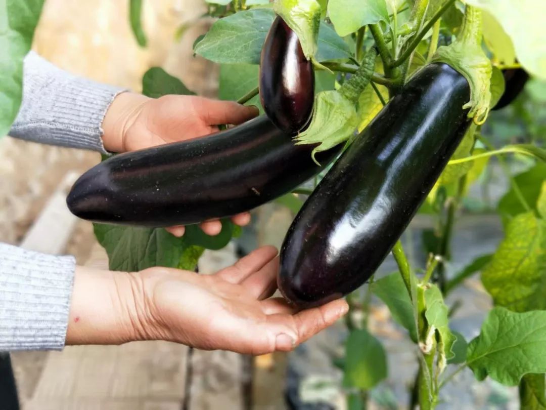 寿光这种“垃圾”火大了！它让纪台吕一村的全体菜农如获至宝