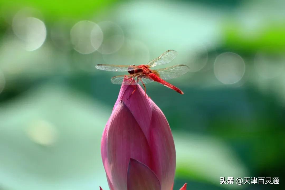 天津去哪里拍荷花最佳,天津荷花观赏地点