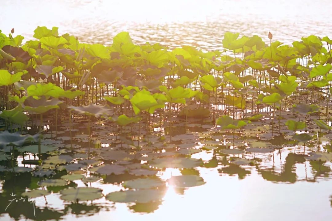 娌欏娴滅殑绱壊鑺辨捣,娌欏娴滈鏅尯鑺辨捣