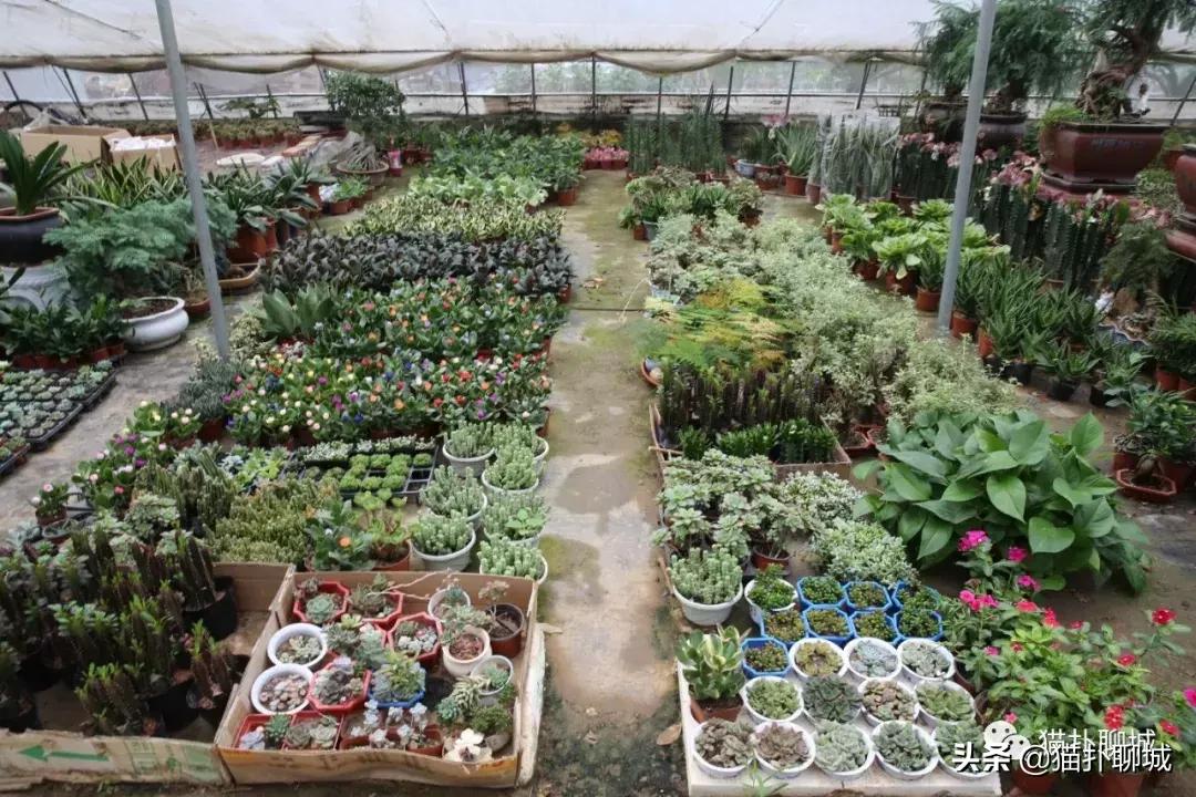 聊城北环花卉市场批发玫瑰鲜花吗,聊城最大的花卉市场