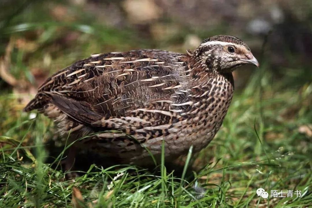 农村家禽圈养制度,农村冬天养鹌鹑