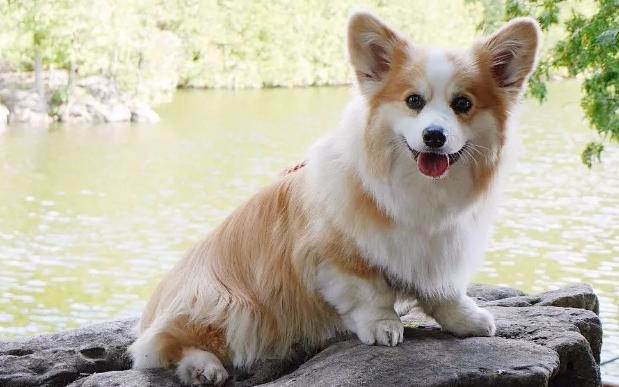 如何挑选颜值高的三色柯基,怎样挑选一个健康的柯基幼犬