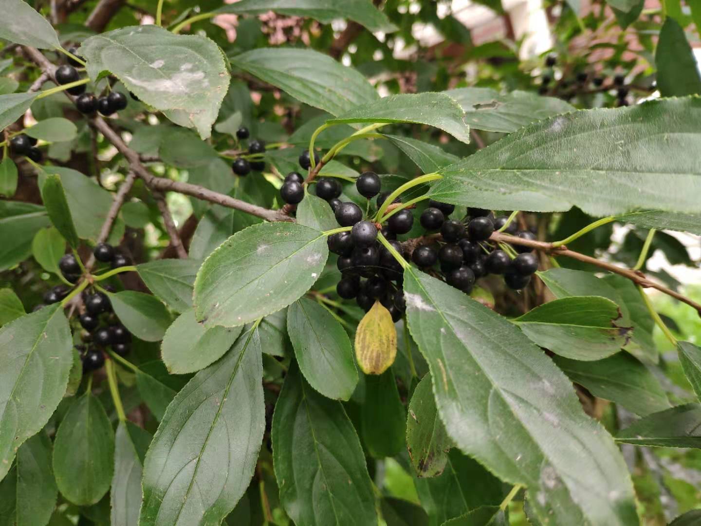 树上结的豆子有什么功效,树上结的黑豆煮水治白头发吗