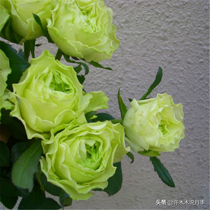 新手月季种植手册，牢记这6点，不死苗、开花多。新手收藏备用