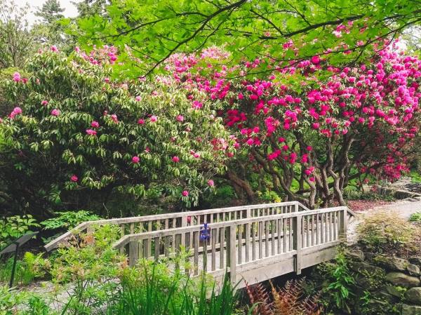 荚蒾博德兰,博德兰荚蒾对光照的需求