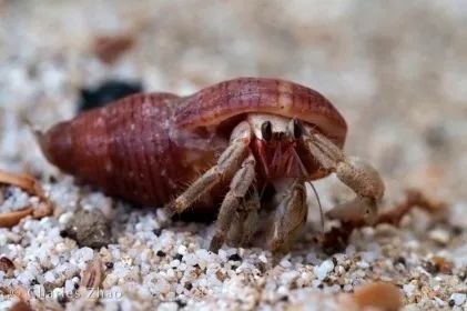 听说过网红猫岛、猪岛，见识过真正硬核的“蟹岛”吗？