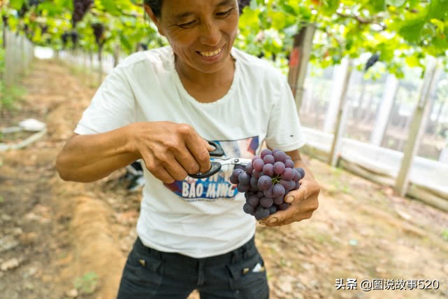 河北葡萄县，名气没*疆新**吐鲁番大，村民自称中国30%干红酒出自这