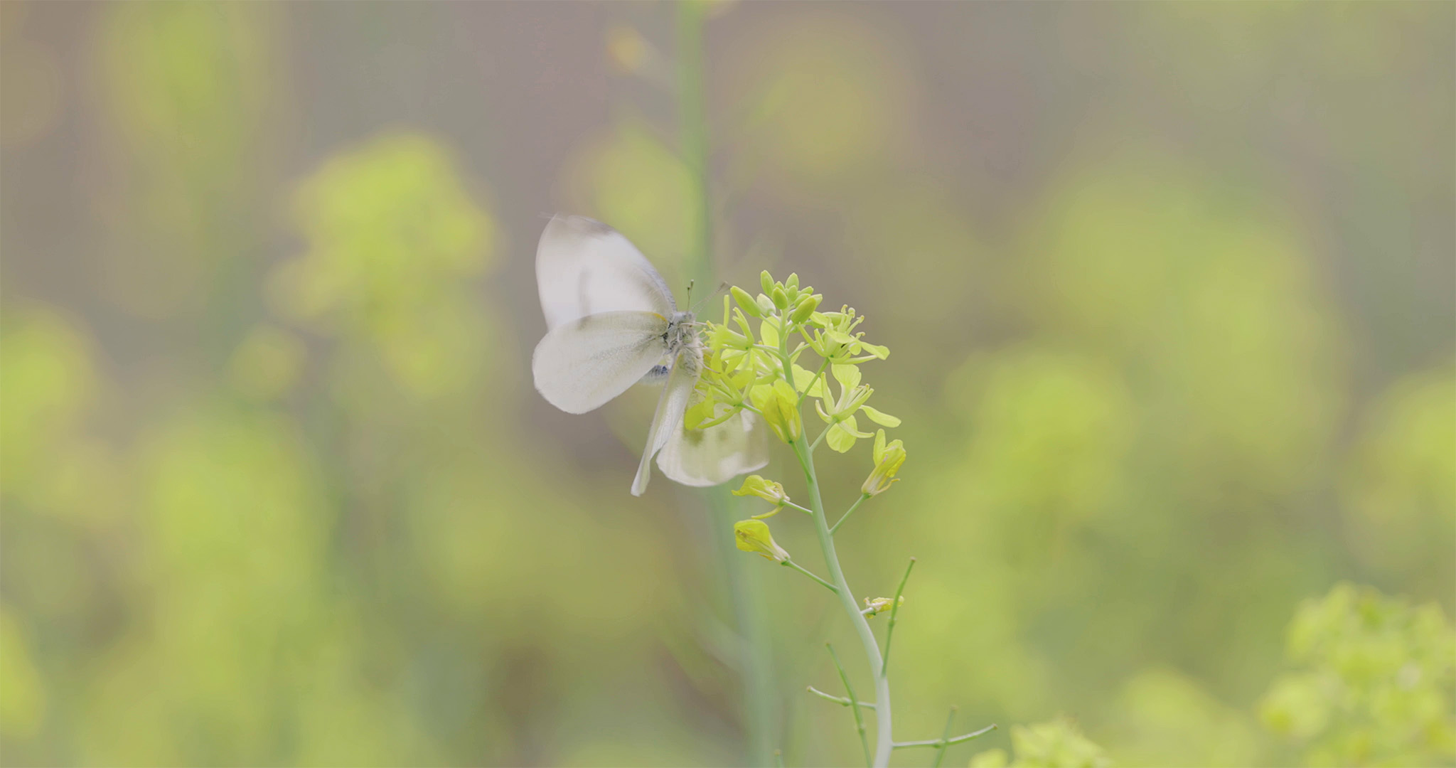 r5佳能24-70f2.8套机,佳能r5无反之战评测