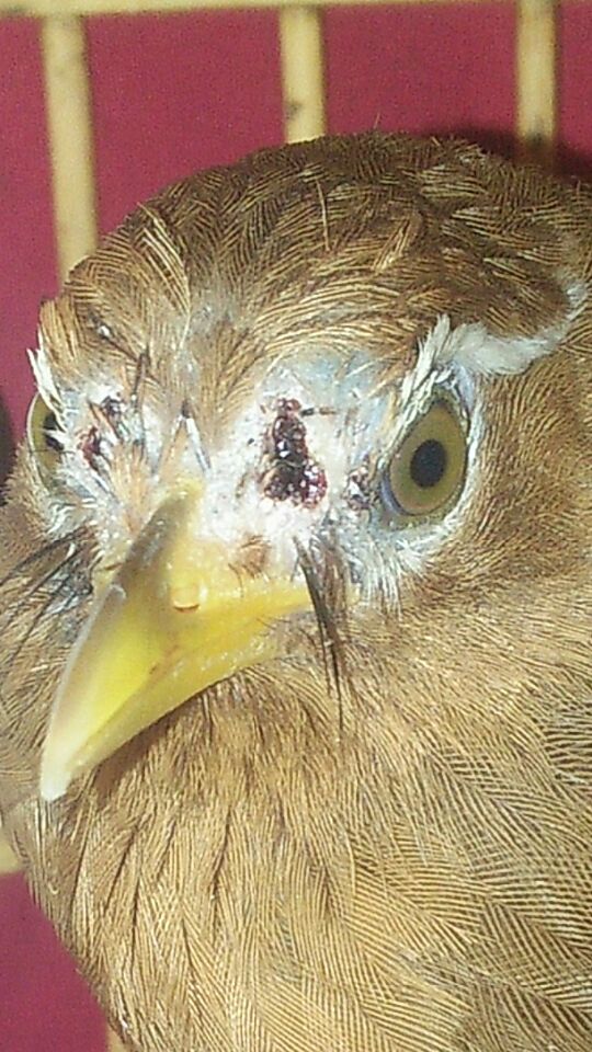 画眉鸟打架受伤的视频,画眉鸟打斗受伤管理方法