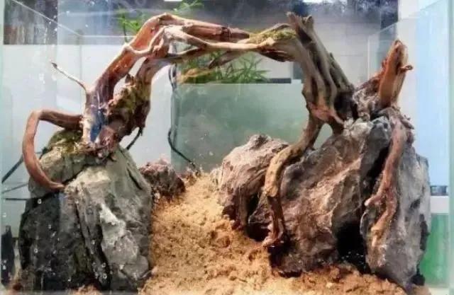 本色水景雨林,本色水景假山