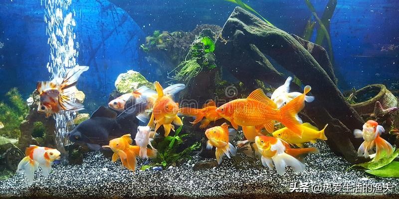 金鱼怎么投喂饲料好养,小金鱼怎么养成大金鱼