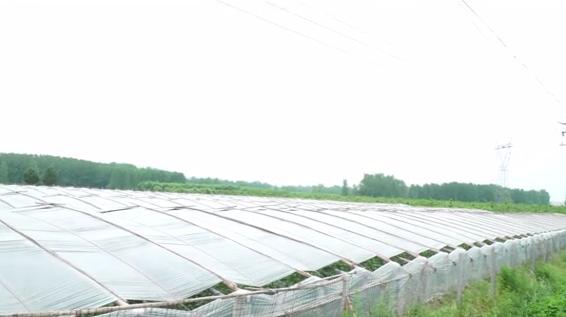 种植什么香瓜品种好吃又甜,怎样种香瓜产量高还甜和大