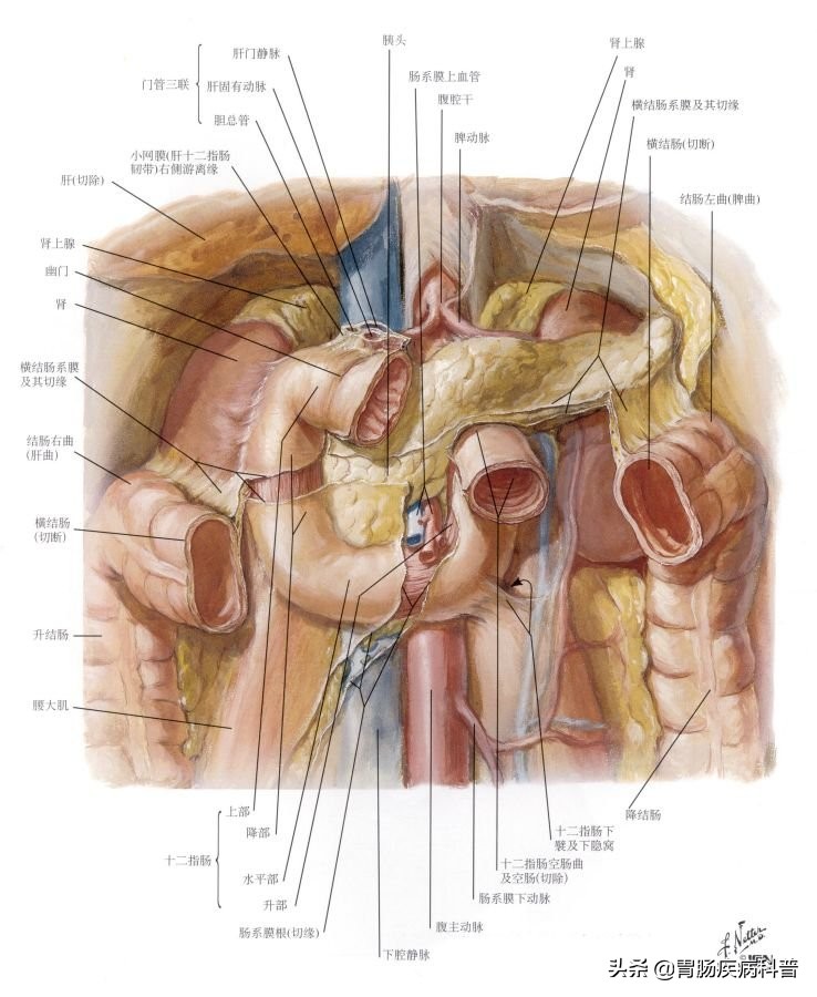 消化系统内镜解剖与诊断图谱,解剖消化系统重点试题