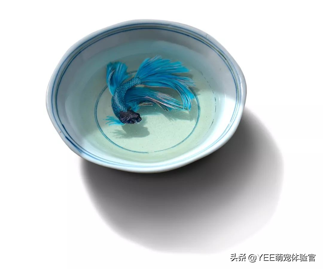 泰国斗鱼同品种不同色杂交会怎样,泰国斗鱼从出卵到长大过程