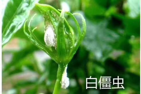 白僵菌怎么治地下害虫,白僵菌治韭蛆使用方法